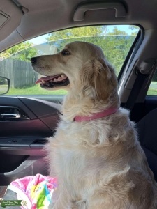 Female Golden Retriever to Breed Listing Image