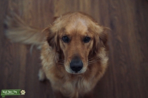 AKC Registered Golden Retriever  Listing Image