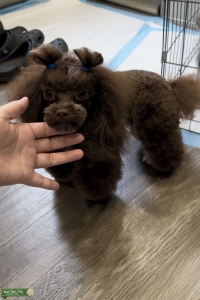 Tiny Toy Poodle Stud 4lbs  Listing Image