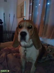 Beagle Listing Image