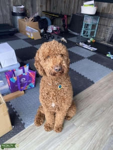 AKC Poodle for Poodles or Doodles! Listing Image