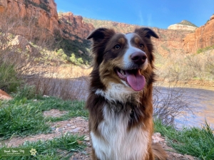 Miniature Australian Shepherd Red Tri Listing Image