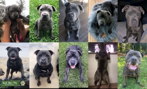 Pure blue English staffy for stud with papers Listing Image