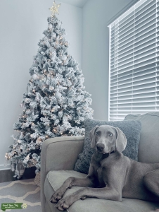  Weimaraner  Listing Image