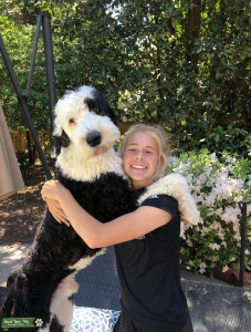 Male Sheepadoodle looking for a lady Listing Image