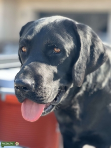  Duck Dog Trained & Family-Friendly Listing Image