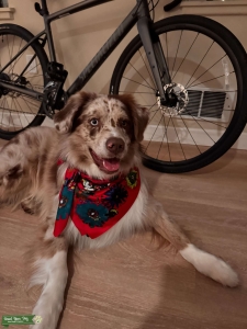 Aussie Standard Red Merle in California Listing Image