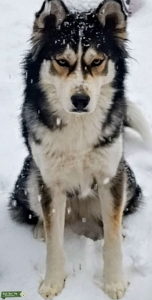 Siberian Husky/ Alaskan Malamute  Listing Image