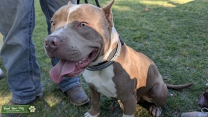 Pure bulldog breed Listing Image