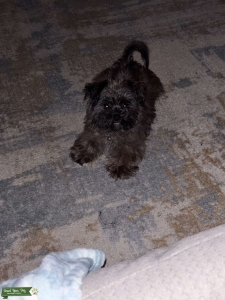 Beautiful Teacup Yorkie Poo Listing Image