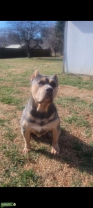 Xl bully  Listing Image