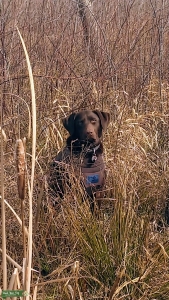 Chocolate Lab Listing Image