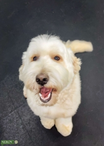 Seeking Exceptional Stud: Prioritizing Temperament, Health, and Conformation for Service-Oriented Goldendoodle Listing Image