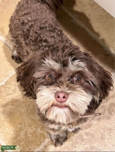 Stud - Havanese Listing Image