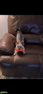 AKC Yorkshire Terrier (Stud) / champion blood line (dad) Listing Image
