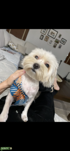 Morkie Female Listing Image