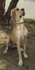 AKC Registered Great Dane Service Dog for Stud Listing Image