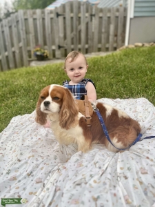 Champion-Lined AKC Cavalier Stud- Gentle, Proven, and Gorgeous  Listing Image