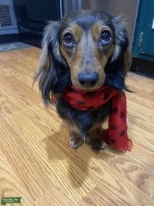 Long Hair miniature Dachshund Listing Image