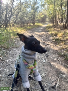 Black Italian Greyhound Listing Image