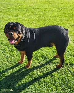 Champion Bloodline Purebred Rottweiler Stud Available  Listing Image