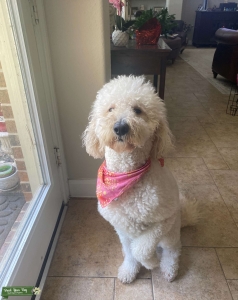 Lily needs a boyfriend Listing Image