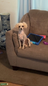 Toy poodle Listing Image