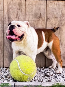 Looking to stud out Mr.Winston to add a pup to our home! Listing Image