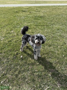 Moyen Merle Poodle Stud Listing Image