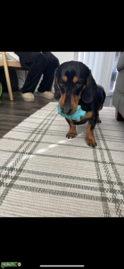 Purebred Short Hair Dachshund looking for Weenie Love Listing Image