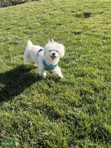 Looking to Breed with Female Maltese/ Share Puppies Listing Image