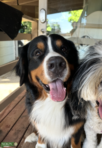 Meet Mr. Handsome Griffey – Ready to Be a Dad! Listing Image