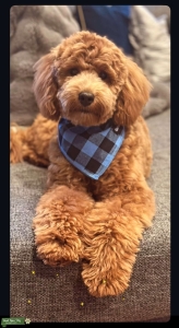 Mini Golden-Doodle Listing Image