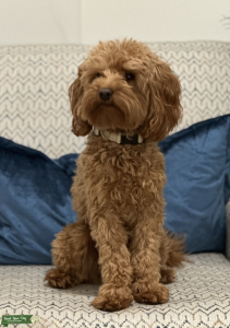 Teacup Goldendoodle Stud Listing Image