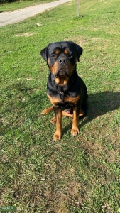 German Rottweiler  Listing Image