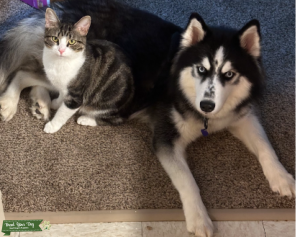 Purebred Female Siberian Husky Listing Image
