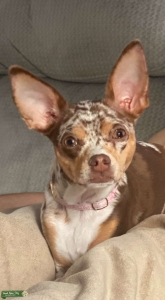 Merle chihuahua  Listing Image
