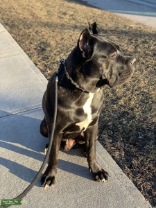 Cane corso male Listing Image