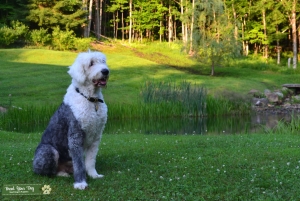 Clifford is looking for his mate!! Listing Image