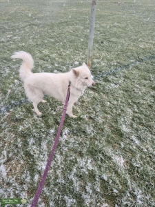 Solid white Siberian Husky Listing Image