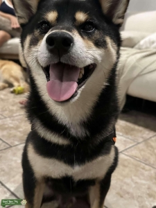 Black & Tan Shiba Inu  Listing Image