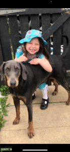 Urgent Doberman stud required  Listing Image