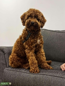 Martin — Mini Goldendoodle Stud Listing Image