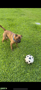 Australian bulldog x Shar pei Listing Image