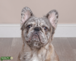 Premium Blue Merle Fluffy Stud | AKC Registered | Health Tested Listing Image