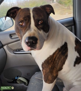 American Pit Bull Terrier Wants Mate Listing Image