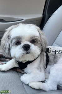 Shih Poo stud  Listing Image