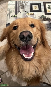 Purebred Golden Retriever looking for a girlfriend  Listing Image