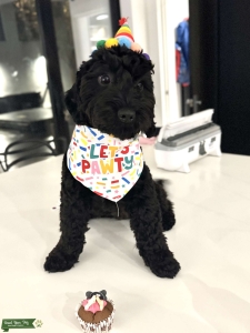 Looking for toy cockapoo Listing Image