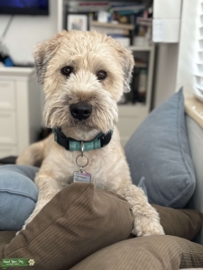 Young AKC Registered Wheaten Male Listing Image